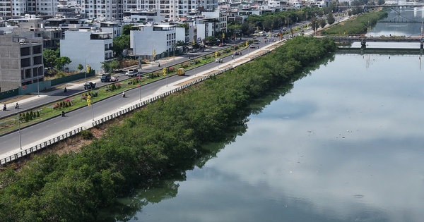 Khánh Hòa: Chi 572 triệu đồng để chặt hàng cây xanh rì dọc s