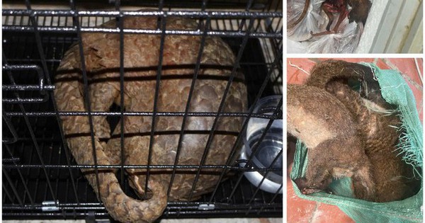Cảnh sát triệt phá đường dây buôn bán động vật hoang dã xuyê