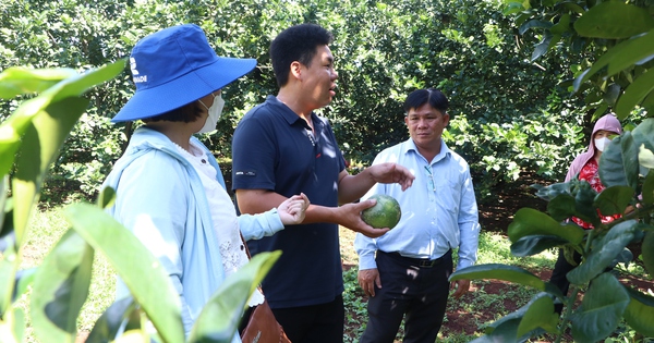 Cây bưởi da xanh ở Sông Xoài