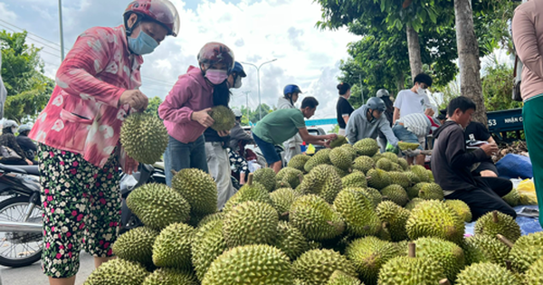 Siết chặt quản lý chất lượng sầu riêng