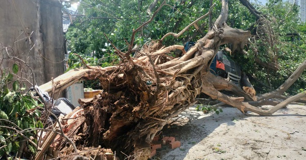 Cây bồ đề hơn 30 năm ở TPHCM bất ngờ đè lên xe tải đang chạy