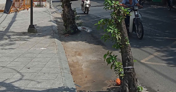 Mối nguy từ cây xanh