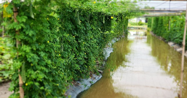 Từ đất phèn đến mô hình "trên rau, dưới cá"