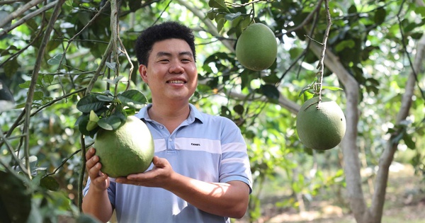 Gác giấc mơ giảng đường, đưa bưởi da xanh chinh phục thị trường quốc tế