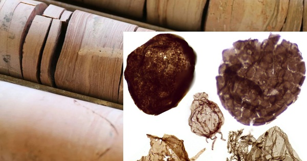 Đào mỏ, loạt sinh vật từ thế giới 1,7 tỉ năm trước lộ diện