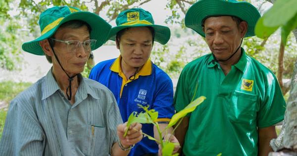 Mang giải pháp dinh dưỡng khoa học cho Điều Campuchia: Hành trình kiến tạo mùa vàng thịnh vượng