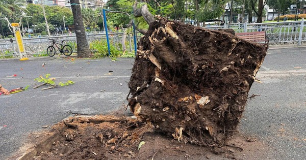 Cây phượng bật gốc ngã trong công viên ở trung tâm TPHCM