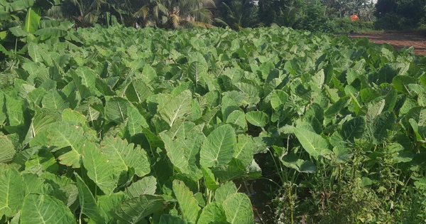 Vùng nông nghiệp xanh giữa cù lao Rùa