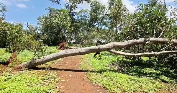 Đang trú mưa tại chòi bạt, người đàn ông bị cây điều đổ đè tử vong