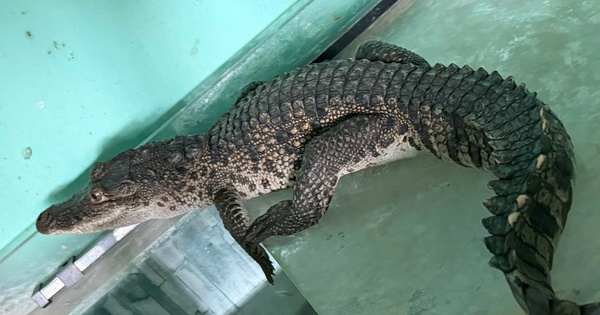 Con vật có hàm khỏe, chuyên ăn thịt bất ngờ xuất hiện tại nhà người phụ nữ