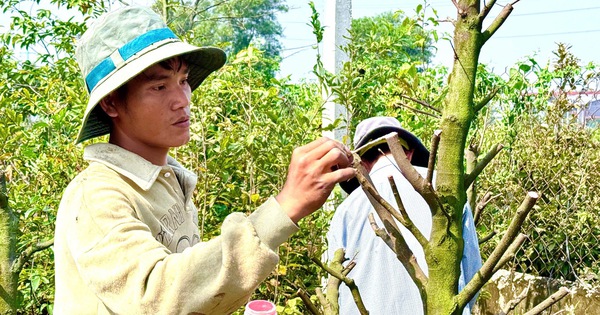 Bất ngờ về “nền móng” của thủ phủ mai vàng nổi tiếng ở TPHCM