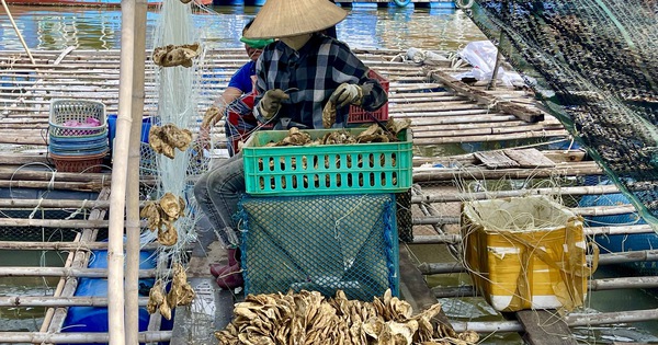 Hàu Thái Bình Dương mở lối "nuôi biển" bền vững