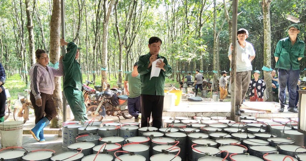 Từ vườn cao su đến bằng khen của Thủ tướng