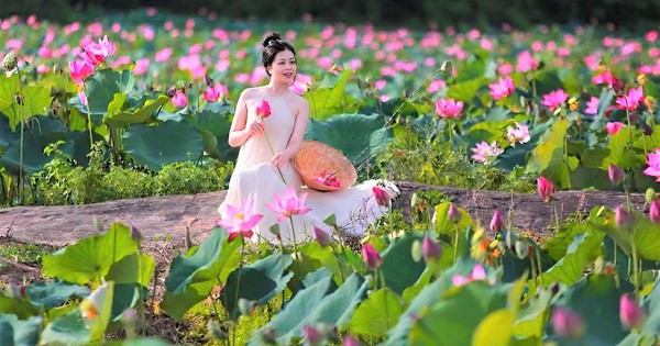 Đẹp ngỡ ngàng đồng hoa sen lớn nhất Đà Nẵng, du khách thích thú đến check-in