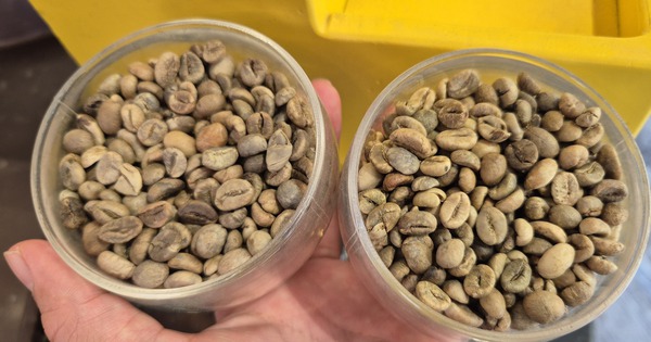 Giá cà phê hôm nay 18-6: Robusta tăng liền 6 phiên, nông dân tranh thủ bán ra