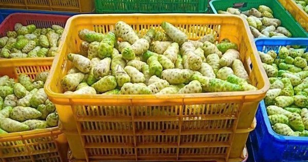 Đánh thức giá trị trái nhàu Việt