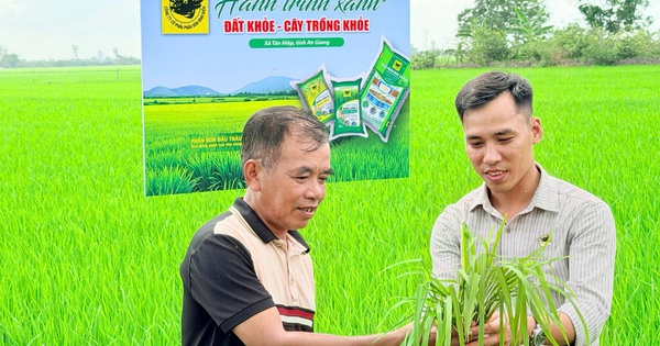 Lo từ gốc để cây lúa khỏe hơn