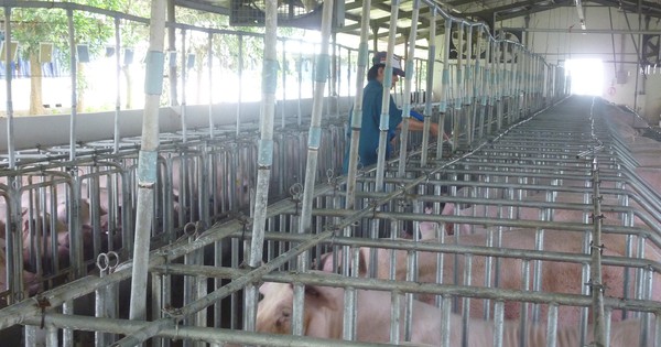 Giá heo hơi hôm nay, 25-6: Khu vực phía Nam giảm mạnh