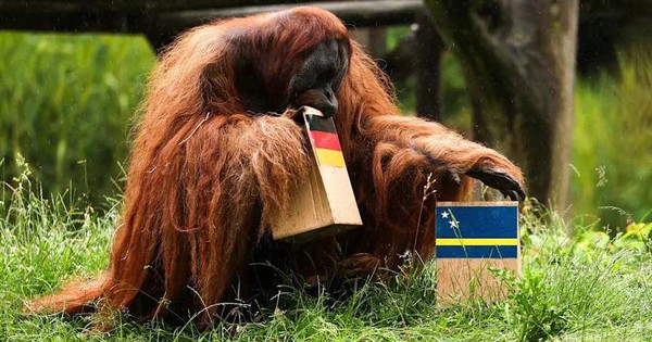 Voi so tài đười ươi "tiên tri" trận Đức – Ecuador