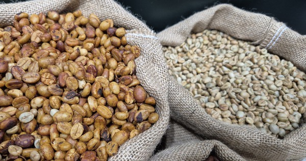 Giá cà phê hôm nay 3-6: Robusta tăng trở lại