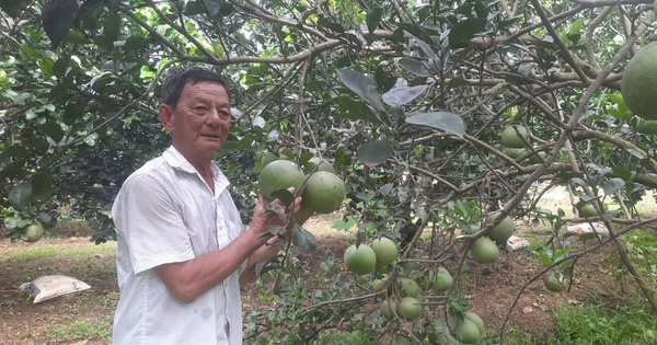 Xanh mướt Cù lao Bạch Đằng