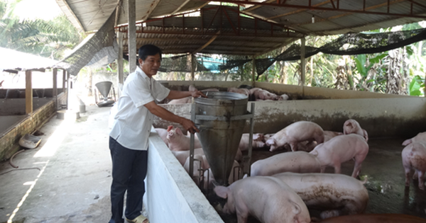 Người nuôi heo lãi lớn