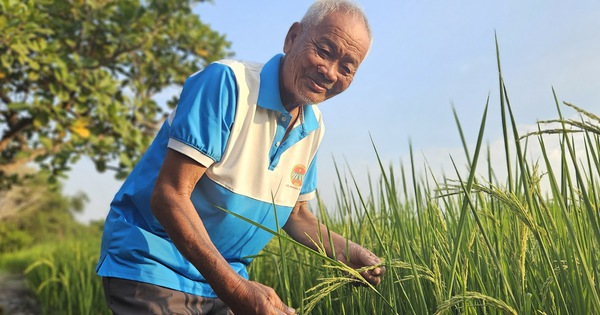 Từ cánh đồng hữu cơ đến thương hiệu OCOP vùng ven đô