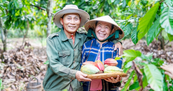 Ca cao Việt chinh phục thị trường quốc tế