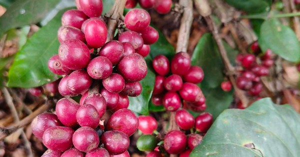 Giá cà phê hôm nay, 9-6: Robusta hồi phục, Arabica