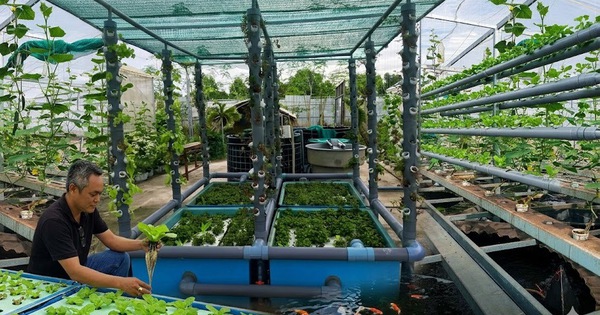 Biến chất thải thành tài nguyên, nuôi mực giữa lòng đô thị