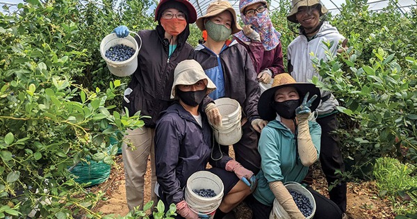 Tin vui cho lao động Việt Nam làm việc tại Úc