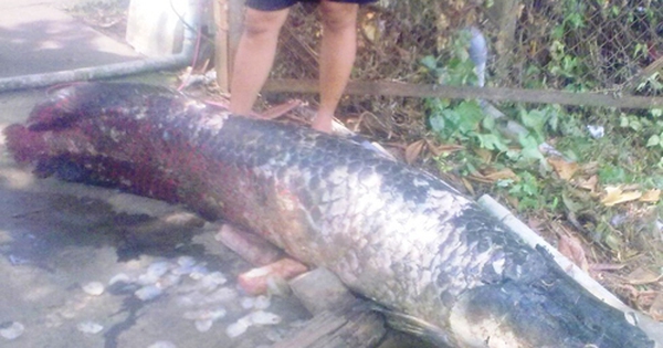 Thêm cá huyết rồng 80 kg chết
