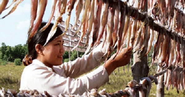 Làng nghề truyền thống cá khoai phơi khô ở Cà Mau Bảo tồn và phát triển di sản văn hóa đặc biệt