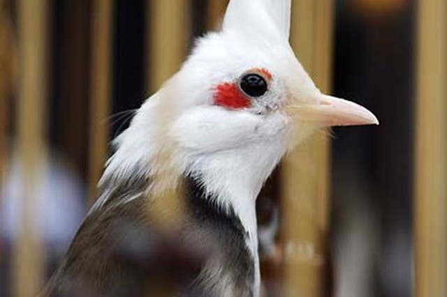 Bạch Mắt Đỏ(Non) - Trại Chim Chào Mào Sài Gòn