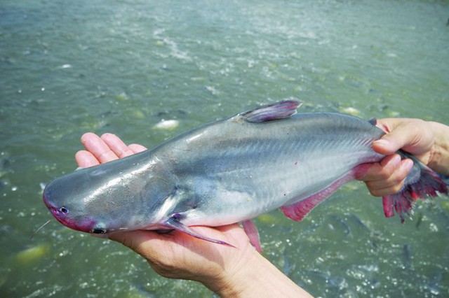 6 loại cá nên hạn chế ăn vì dễ ngộ độc