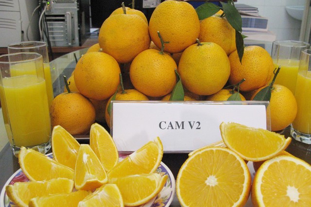 Đặc sản Tết: Cam V2 được chăm sóc đặc biệt, ngọt chín vàng óng | Thị trường NLD