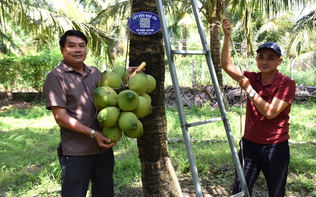 Cây dừa "lên đời"
