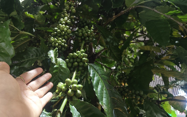 Giá cà phê hôm nay 8-7: Lao dốc, Chủ tịch VICOFA nói gì?