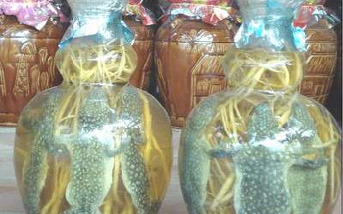 Rượu tắc kè chữa bệnh phòng the như thế nào?