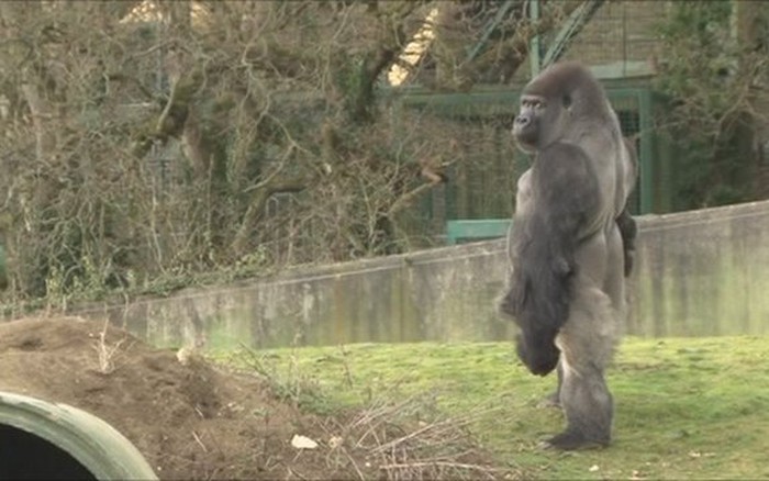 Khỉ đột gây "sốt" vì đi 2 chân như người