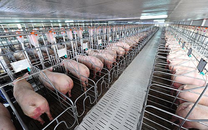 Bên trong trang trại lợn 9 tầng theo mô hình hiện đại