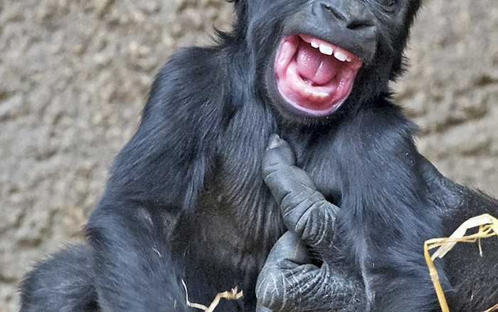 Hì hì, hãy xem chú khỉ con cười nắc nẻ như thế nào nhé! Chúng thật đáng yêu và nhí nhảnh, luôn tạo niềm vui cho mọi người.