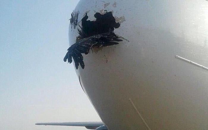 Bị chim đụng thủng mũi, máy bay vẫn hạ cánh an toàn