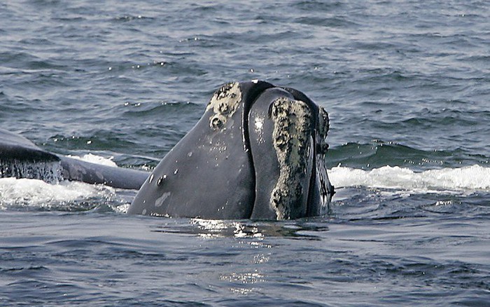 Cá voi sắp tuyệt chủng