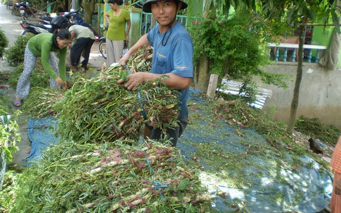 Cái Bè phát triển mô hình trồng rau nhút mùa nước nổi  Đài Phát thanh   Truyền hình Tiền Giang