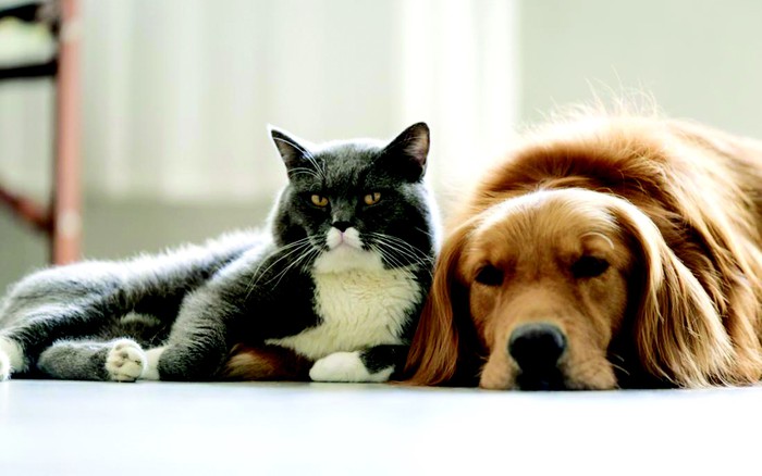 Các con vật đáng yêu như mèo và chó đã luôn là bạn tốt cho con người. Hãy xem hình ảnh đáng yêu này và cảm nhận sự yêu thương và giữ gìn tình bạn.