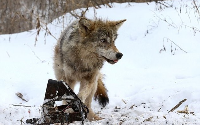 Châu Âu trước nguy cơ “sói phóng xạ”