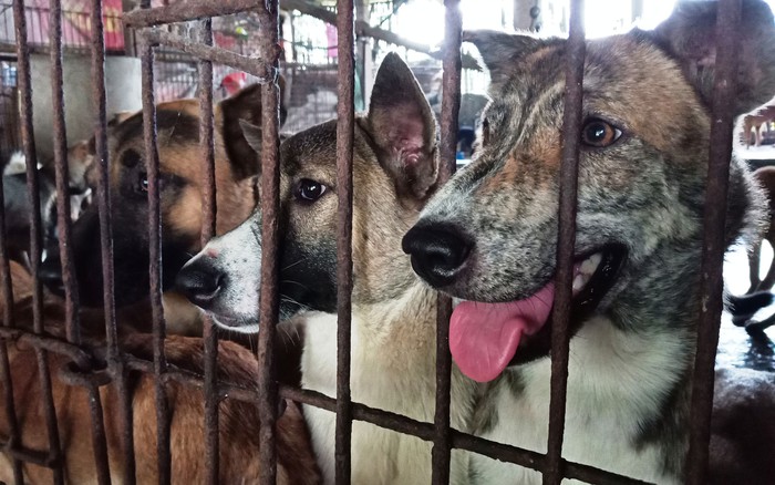 Nỗ lực đóng cửa các trại nuôi chó thịt ở Hàn Quốc  VnExpress Đời sống