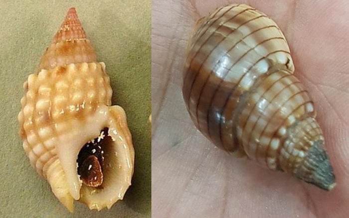 Cảnh báo loại ốc biển xinh đẹp nhưng có độc không nên ăn 2025: ốc côi, ốc bùn, tetrodotoxin, saxitoxin. Hướng dẫn chi tiết cách phòng chống ngộ độc ốc, triệu chứng cấp cứu 4 Xác định loại ốc lạ gây ngộ độc làm chết người ở Khánh Hòa