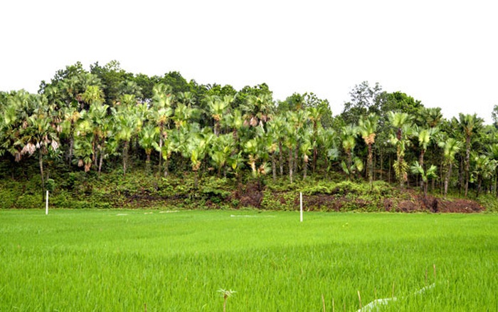 Miền Quê Dưới Tán Lá Cọ - Báo Người Lao Động